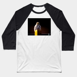 " Observe " : Coopers hawk wildlife Baseball T-Shirt